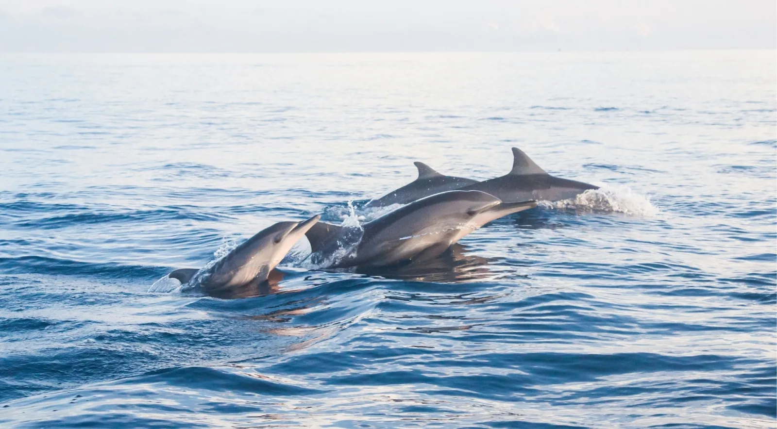 Three bottlenose dolphins surfacing together in open water off Mallorca