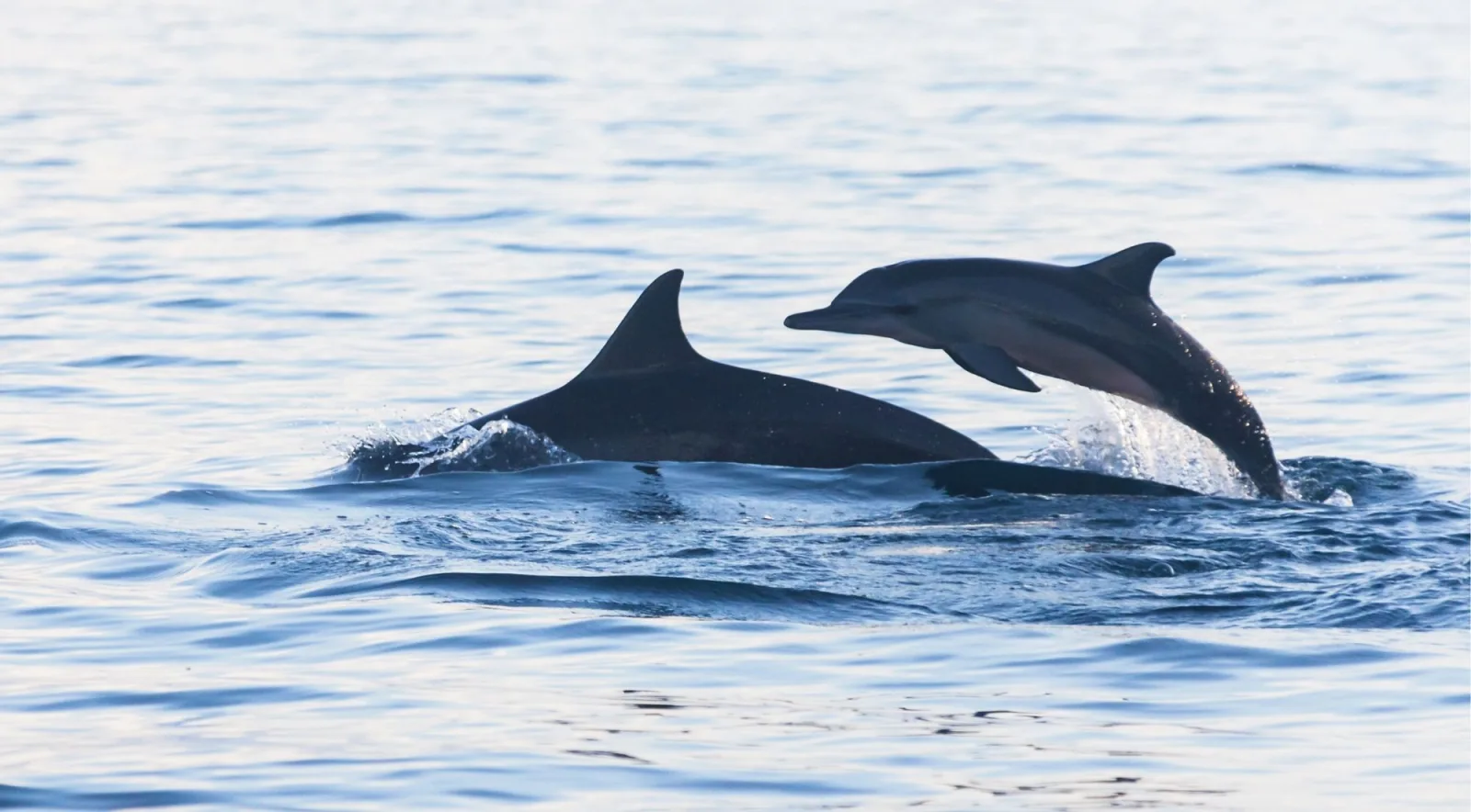 A pair of dolphins breaking the surface side by side in the Mediterranean