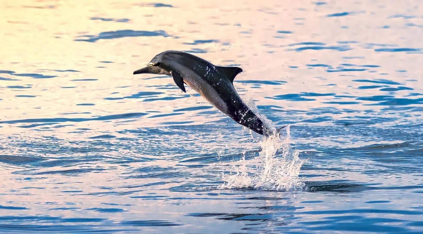 A dolphin leaping clear of the water at sunrise off the Mallorcan coast