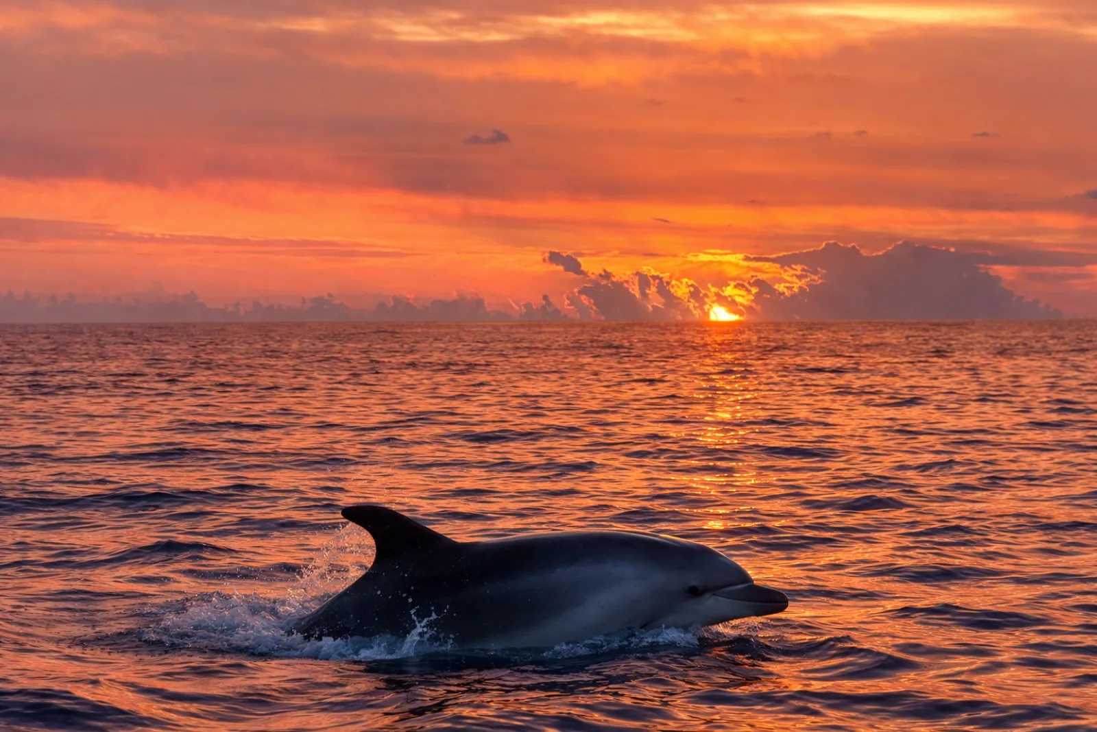 A dolphin breaking the surface against the colours of the sunrise