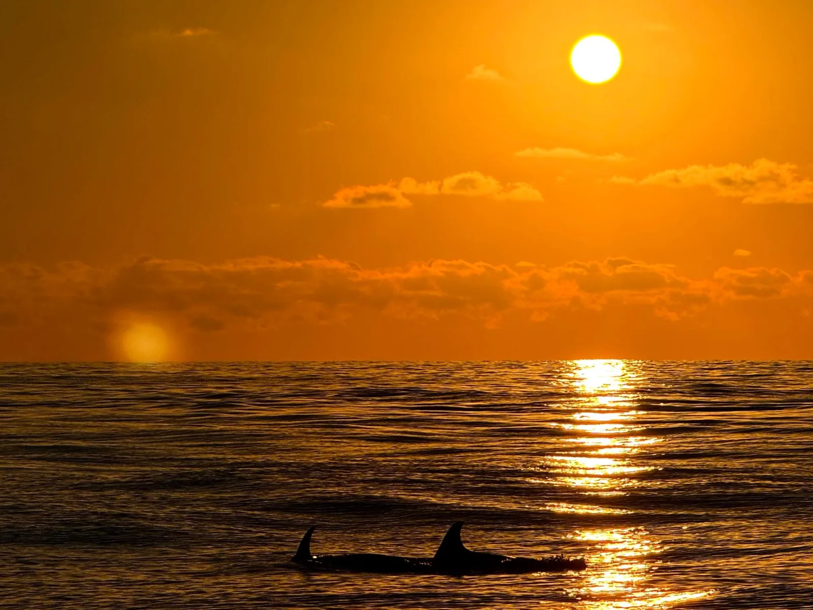Dolphins moving across the path of the rising sun