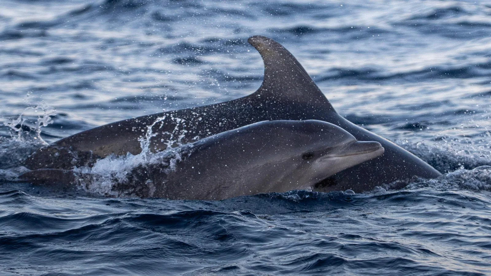 A dolphin surfacing close to the boat in grey morning water