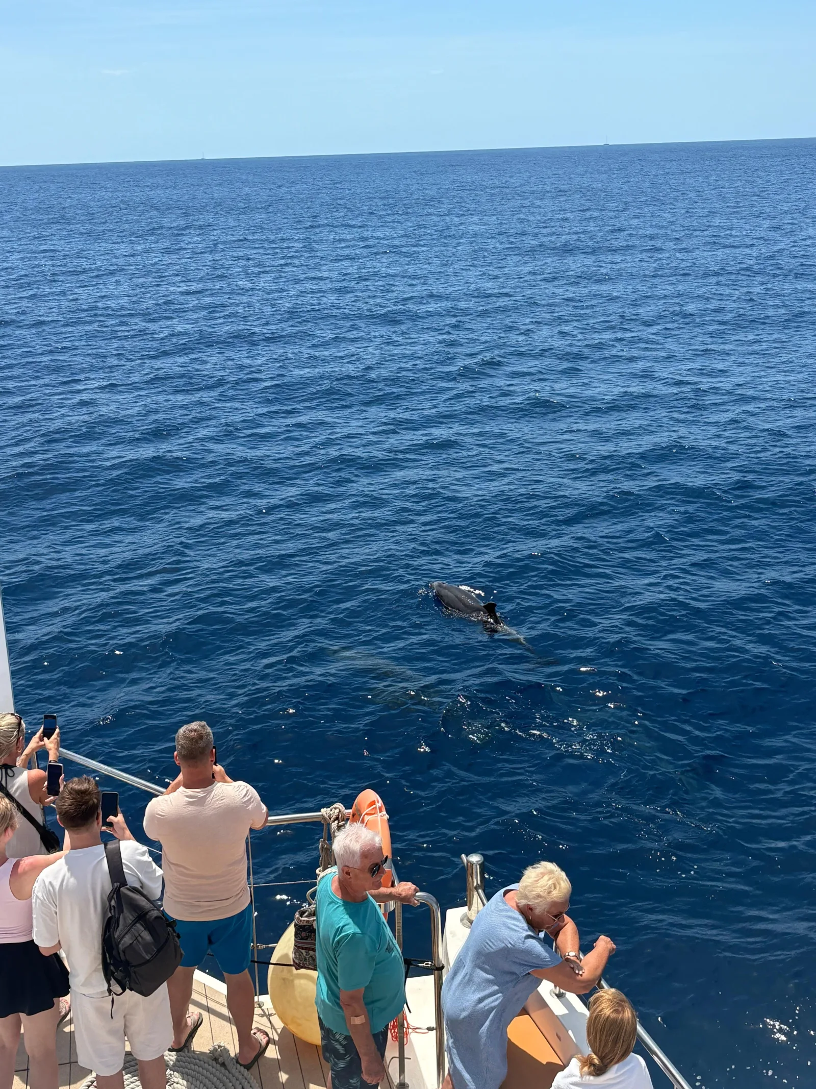 Palma Morning Dolphin Watching Cruise with Swim Stop