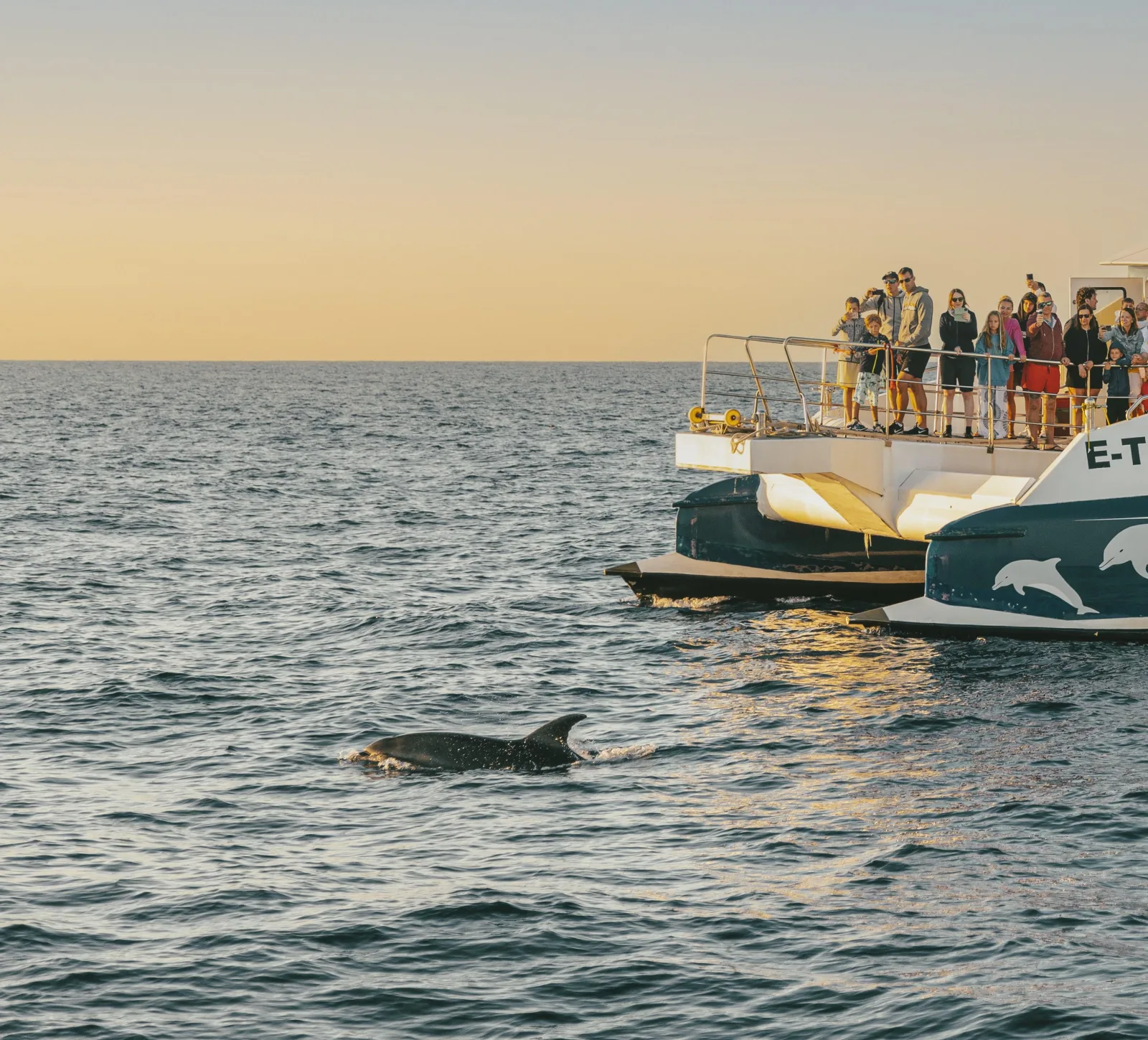 Dolphins surfacing ahead of the catamaran as guests watch from the bow