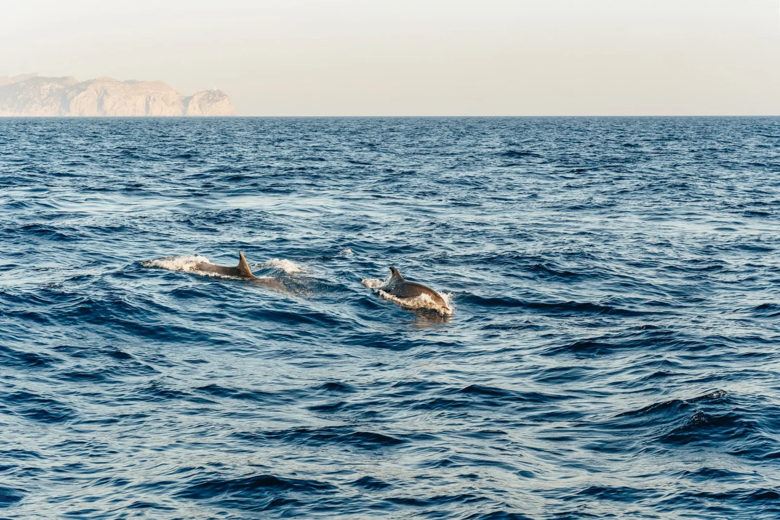 Dolphins moving through calm water with the Mallorcan headland behind