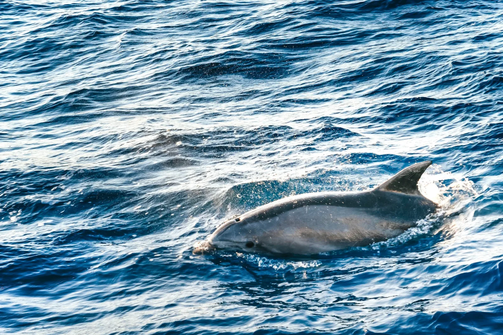A dolphin's dorsal fin cutting through choppy water beside the boat