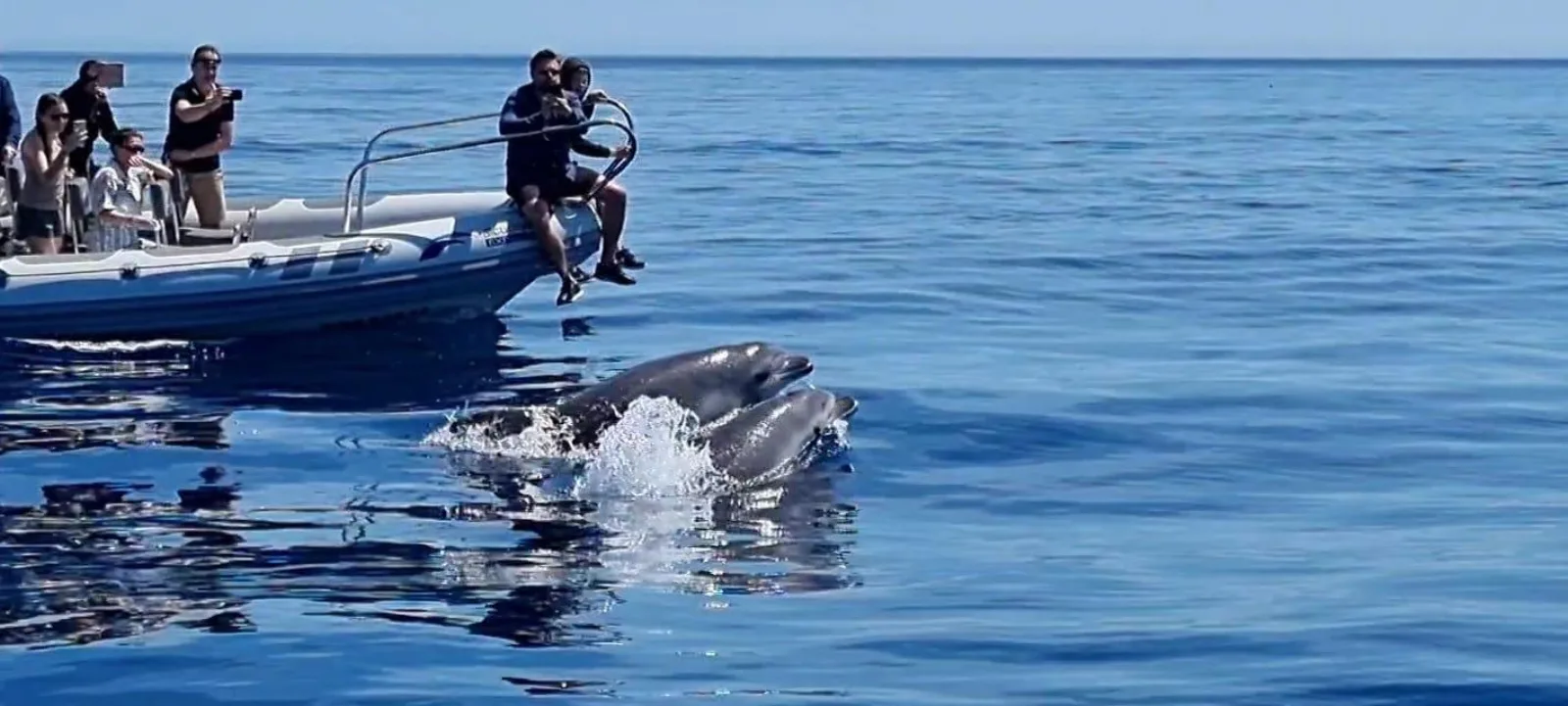 Guests at the rail of a small blue boat as a dolphin breaks the surface beside the hull