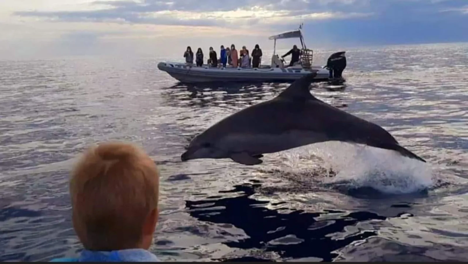 A child on deck watching a dolphin surface a few feet from the boat