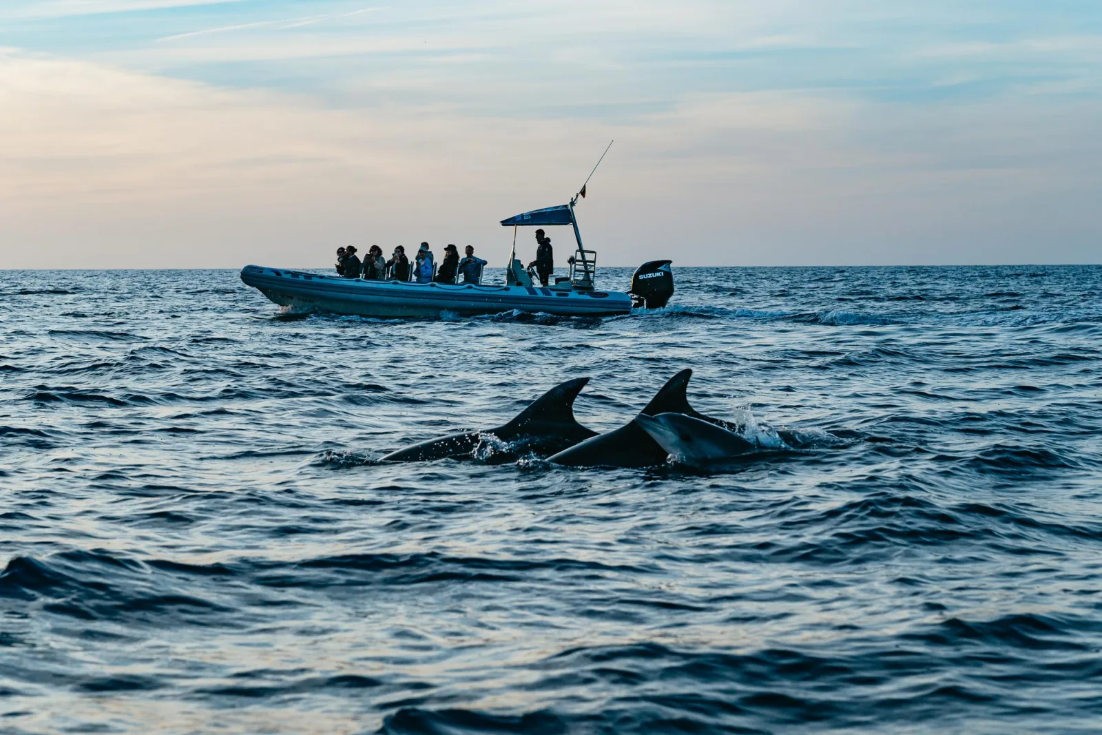 A pod of dolphins running ahead of the semi-private boat in open water