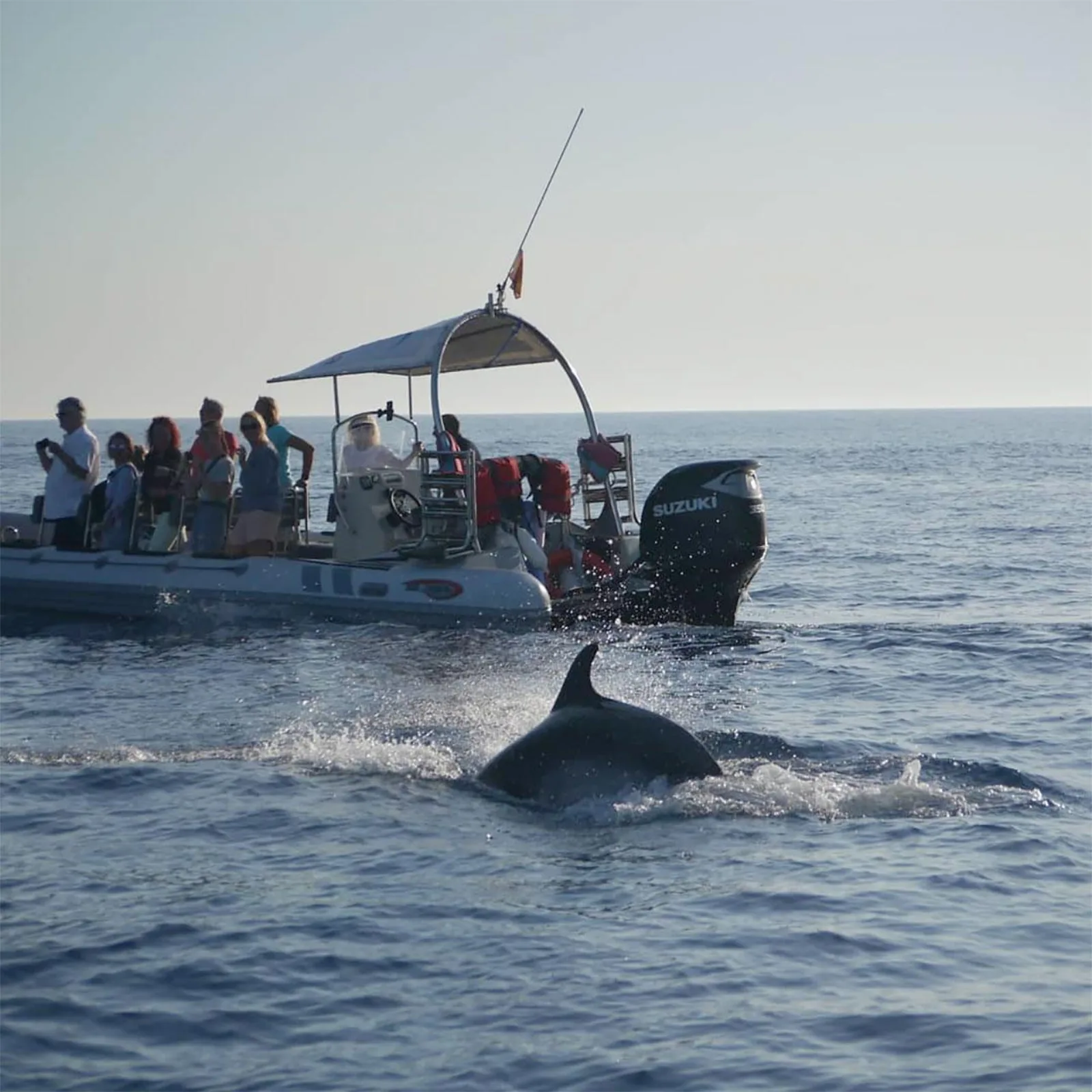 Passengers under the boat's canopy as dolphins pass alongside