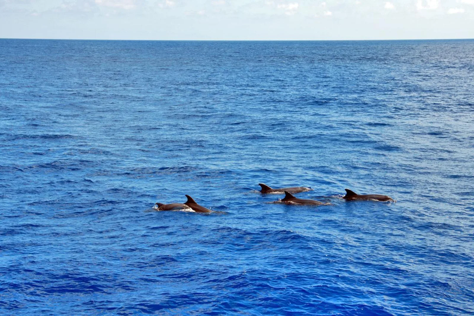 A pod of dolphins strung out across flat water under a clear sky