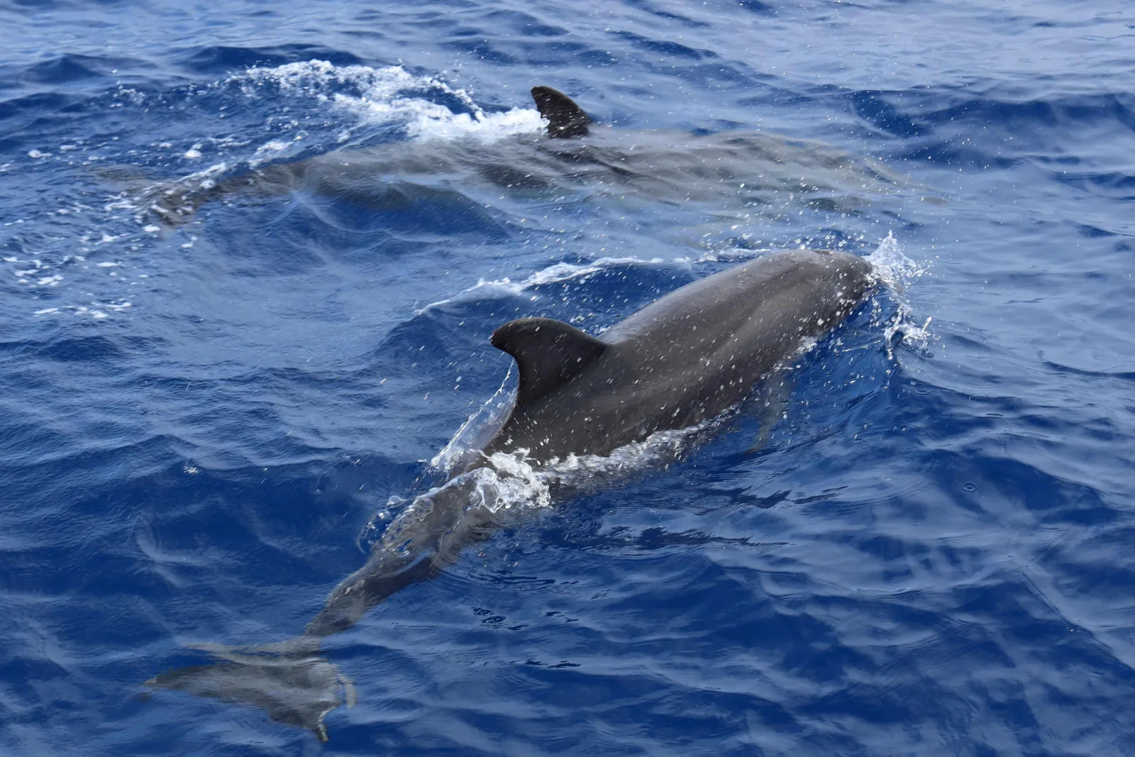 A dolphin surfacing beside the boat with two more just under the water