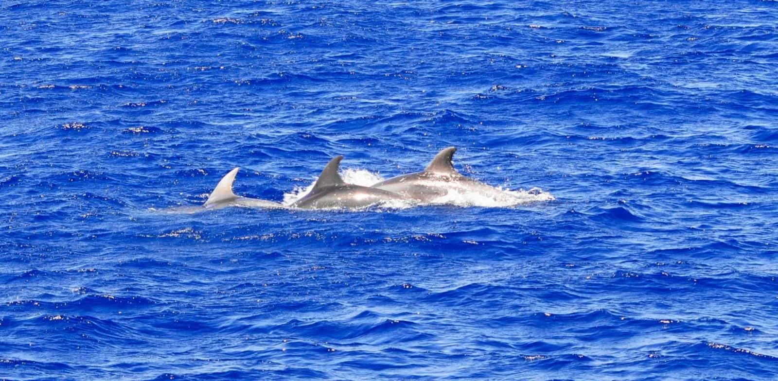 Santa Ponsa Dolphin Watching Cruise with Swim Stop