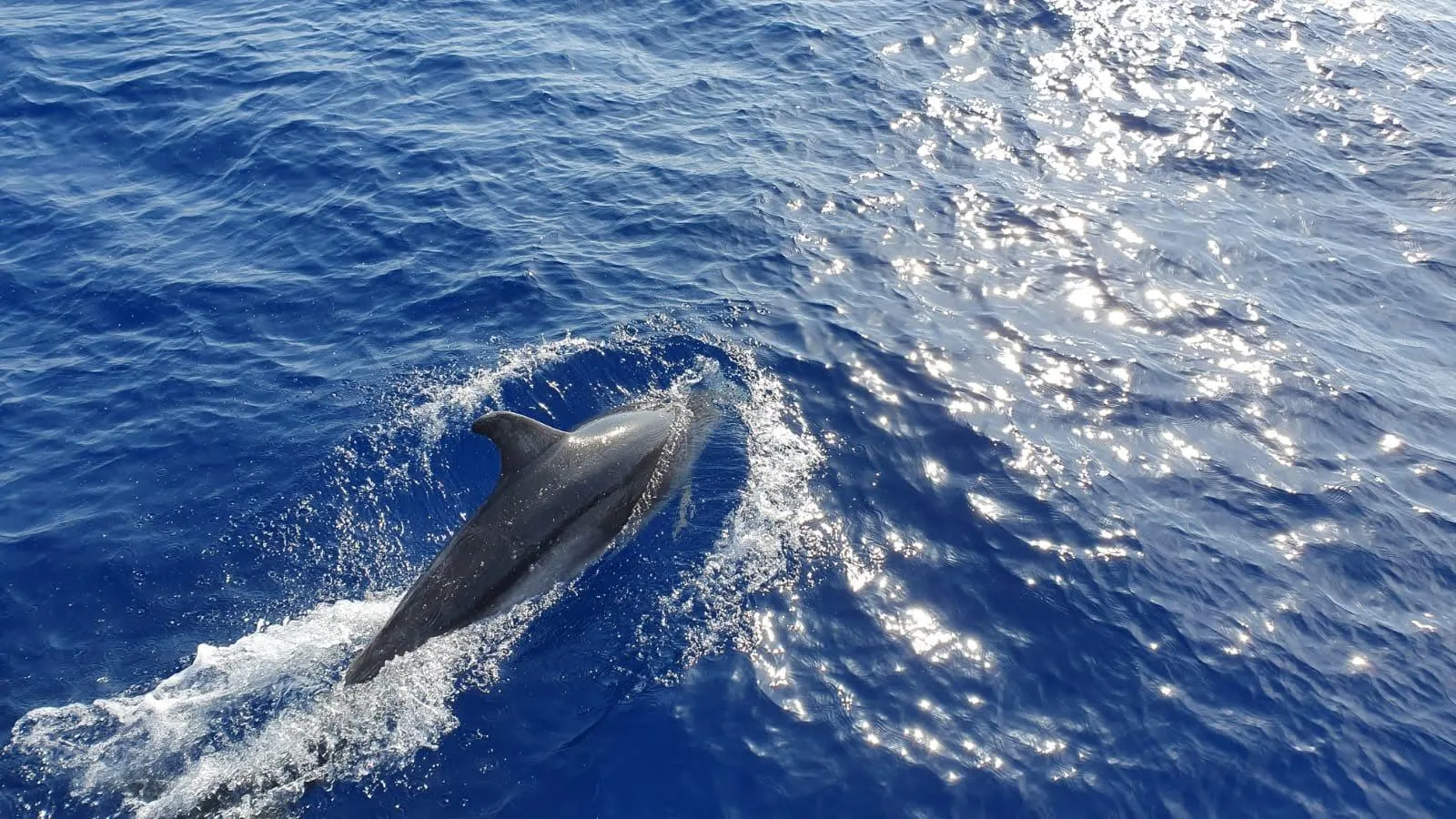 A dolphin cutting the surface beside the glass-bottom boat off the Calvià coast