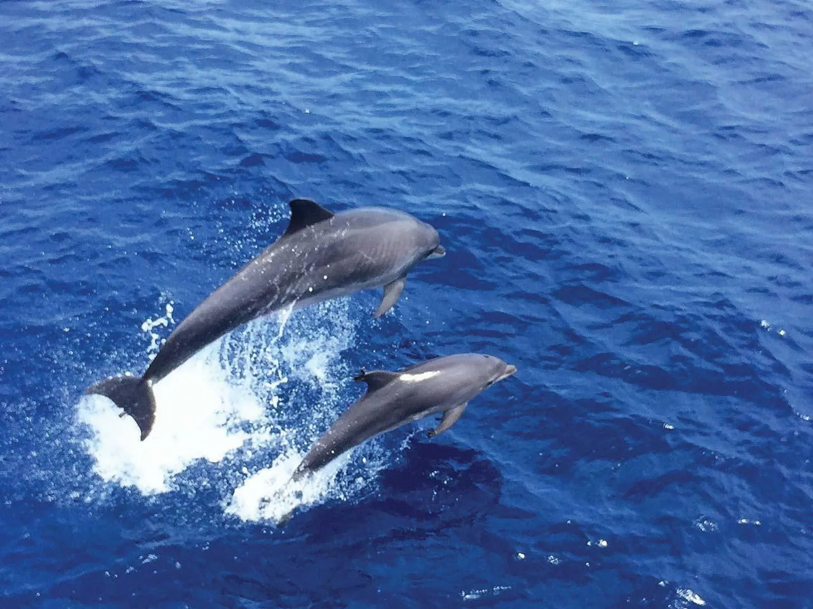 Two dolphins breaking the surface together off Mallorca's southwest coast