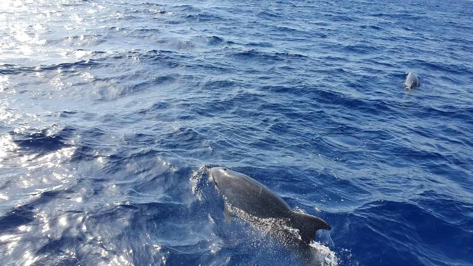 A dolphin surfacing close to the hull in deep blue water