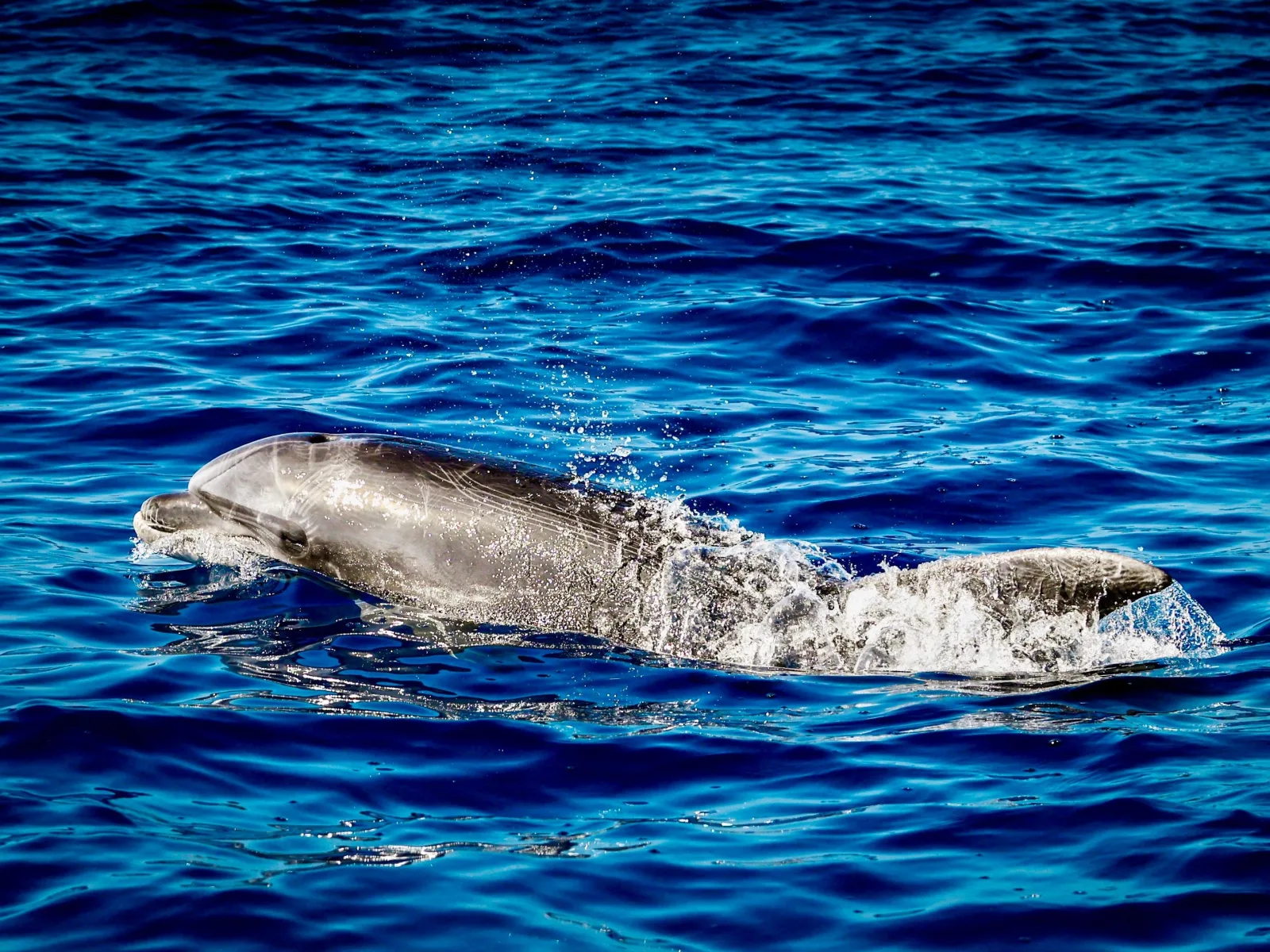 A dolphin breaking the surface close to the hull in deep blue water