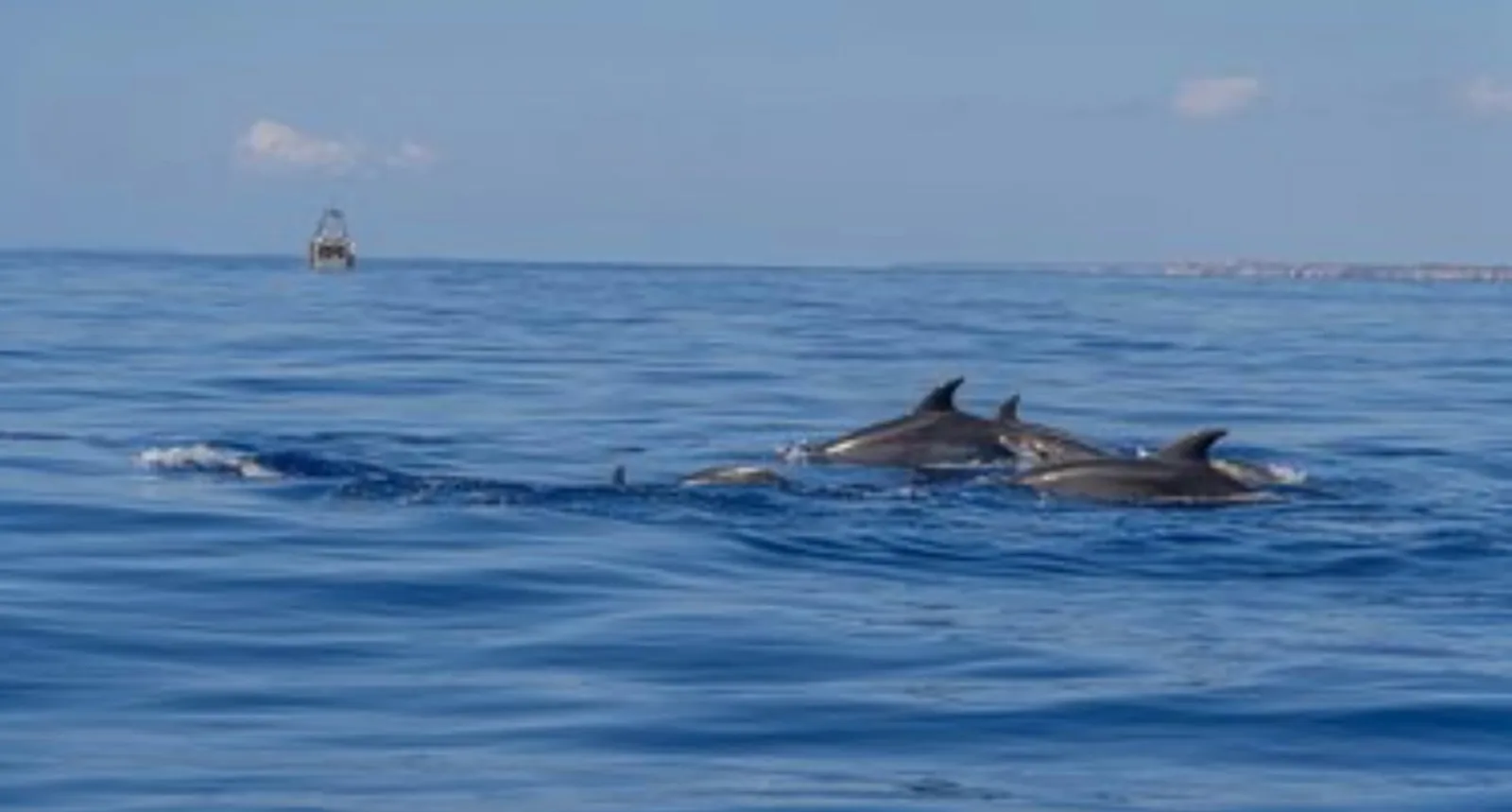Can Picafort Dolphin Watching and Sea Cave Boat Trip