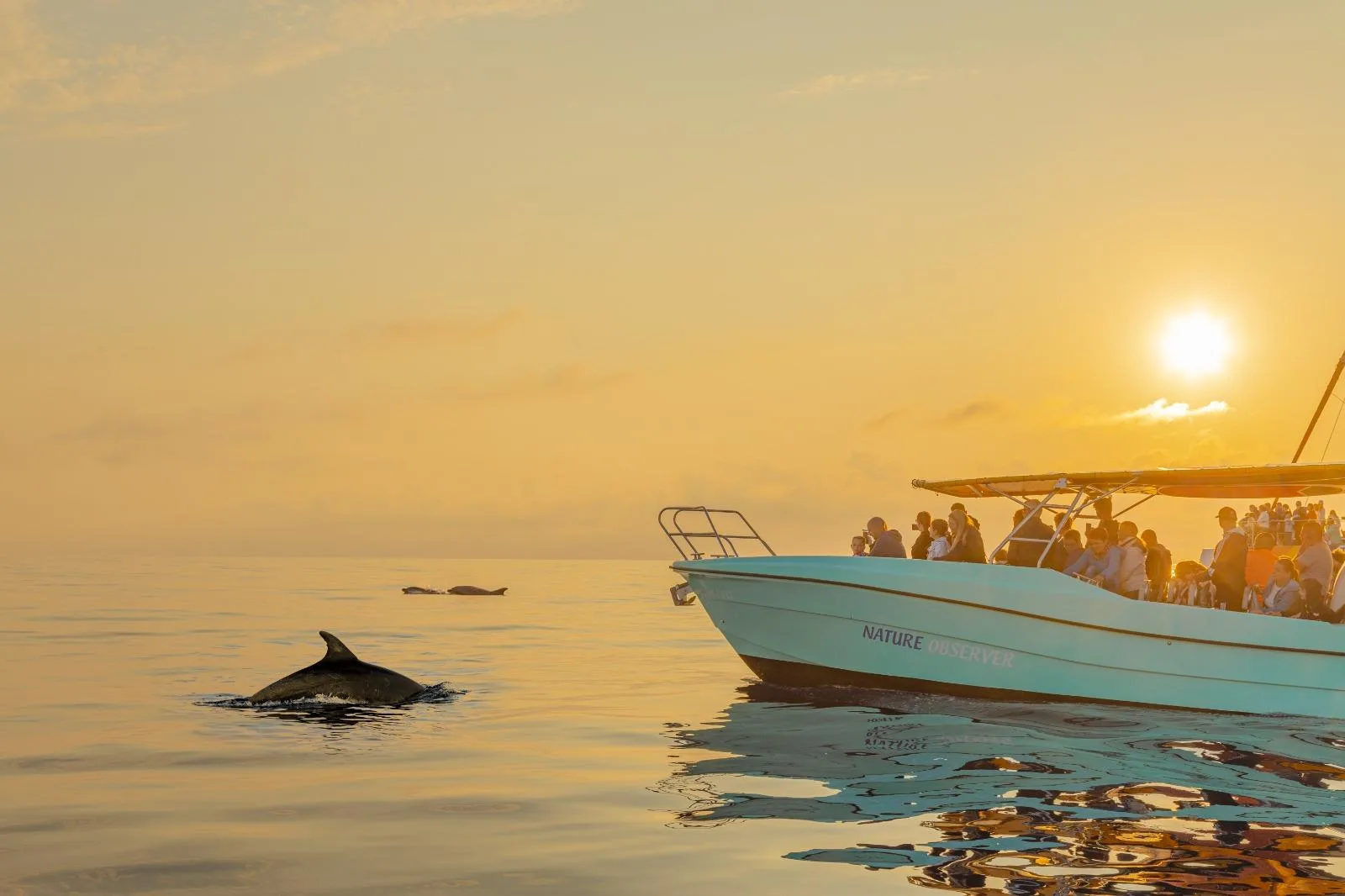 Dolphins surfacing in front of the boat in the first light of the day