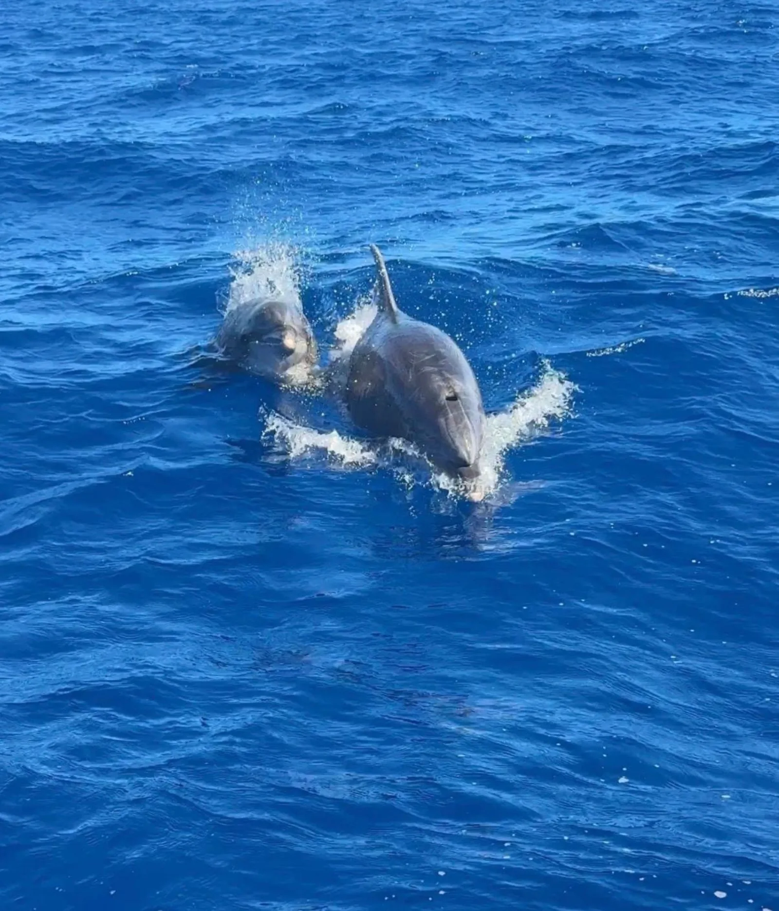Two dolphins surfacing together in the boat's wake