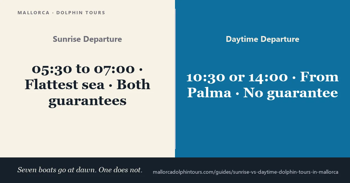 Mallorca dolphin tours compared: dawn departure against the 10:30 boat from Palma